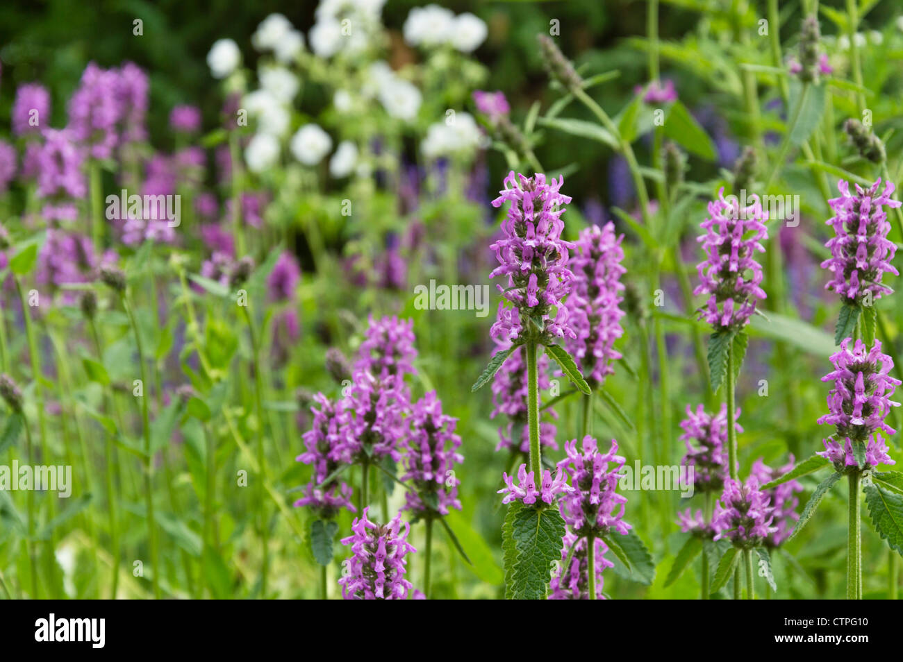 Legno betony (Betonica officinalis syn. stachys officinalis) Foto Stock