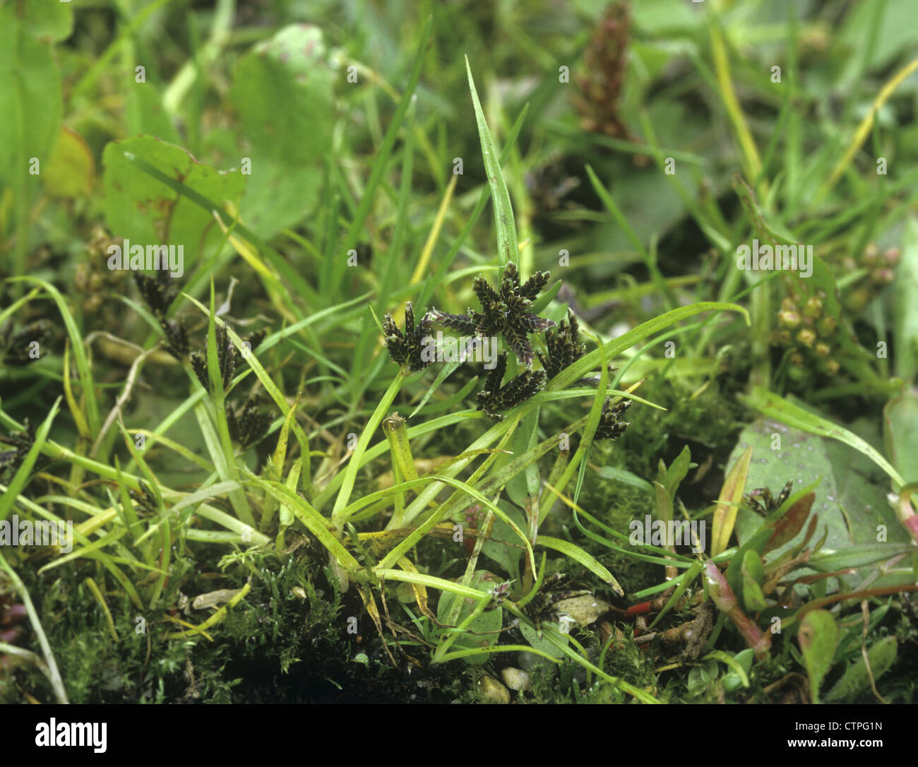 Brown Galanga Cyperus fuscus Foto Stock