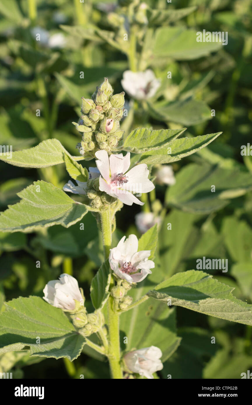 Altea (Althaea officinalis) Foto Stock