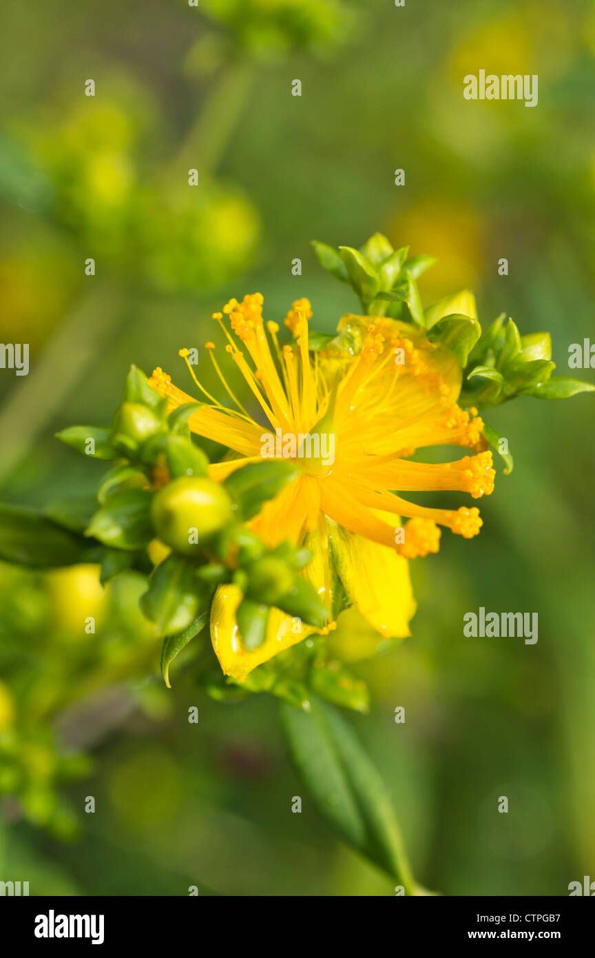 Tall tutsan (Hypericum x inodorum) Foto Stock