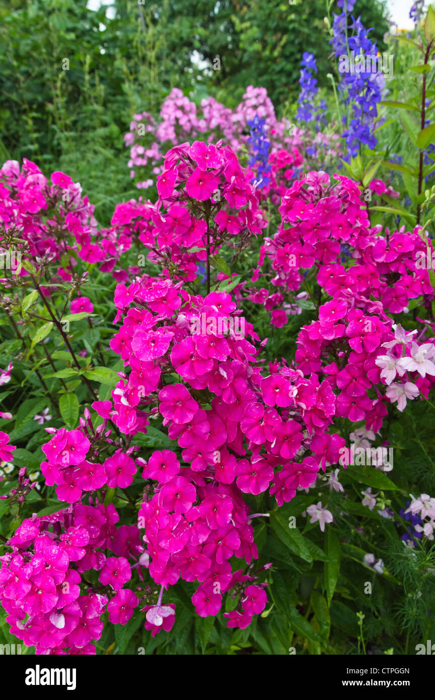 Giardino (phlox phlox paniculata) Foto Stock