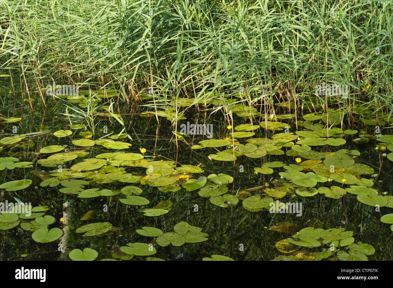Giallo pond lily (nuphar lutea) e la canna di palude (Phragmites australis) Foto Stock