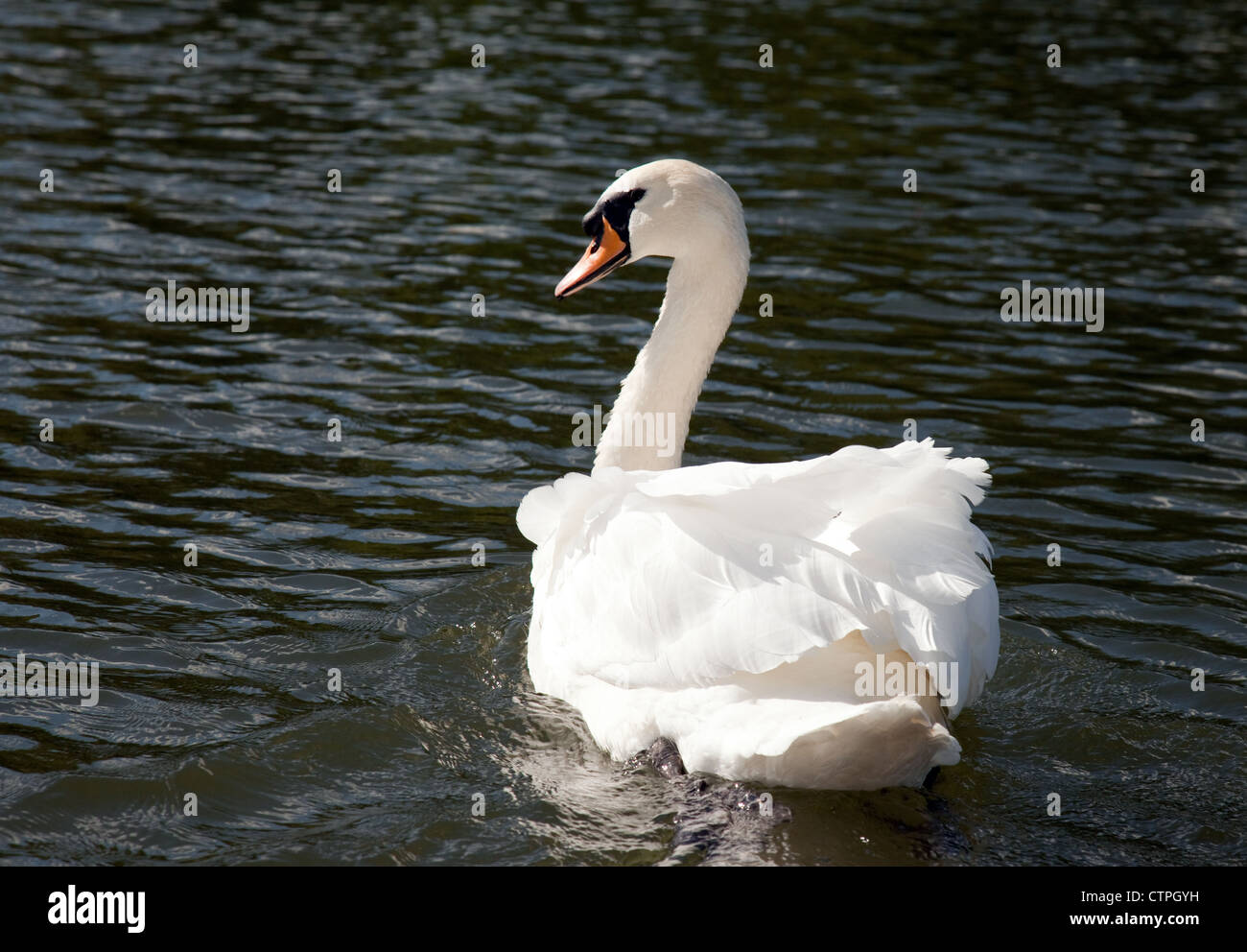 Cigno sul Fiume Tamigi a Wallingford Oxfordshire UK Foto Stock