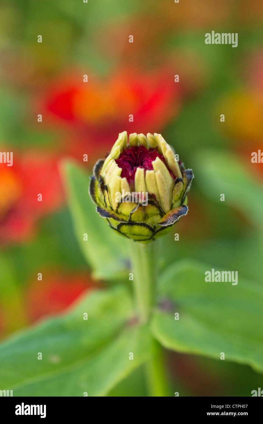 Comune (zinnia zinnia violacea syn. zinnia elegans) Foto Stock