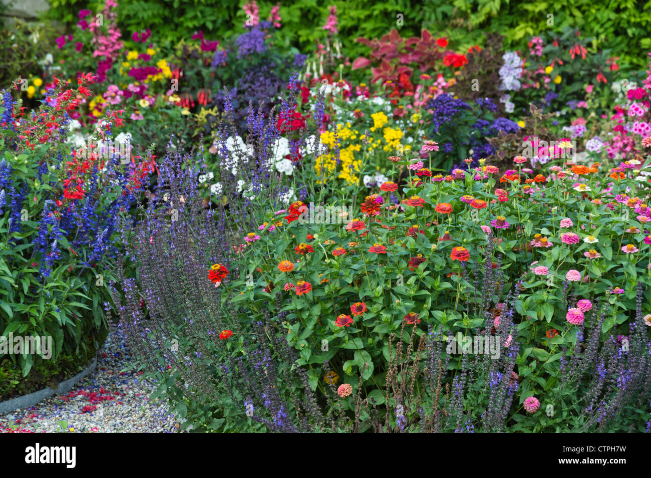 Zinnias (zinnia) e saggi (salvia) Foto Stock