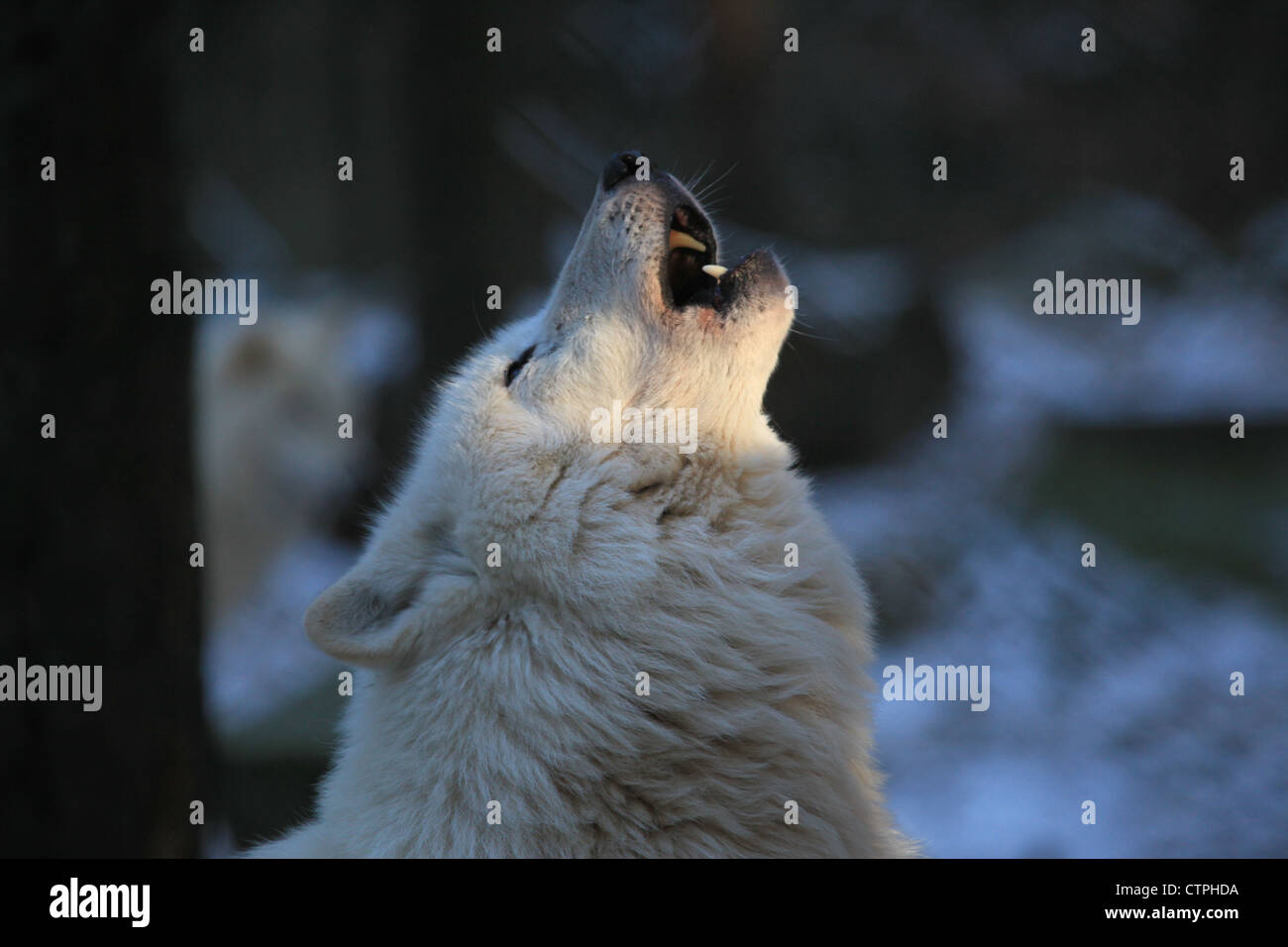 Ululati wolve in tedesco zoo vicino ad Amburgo Foto Stock