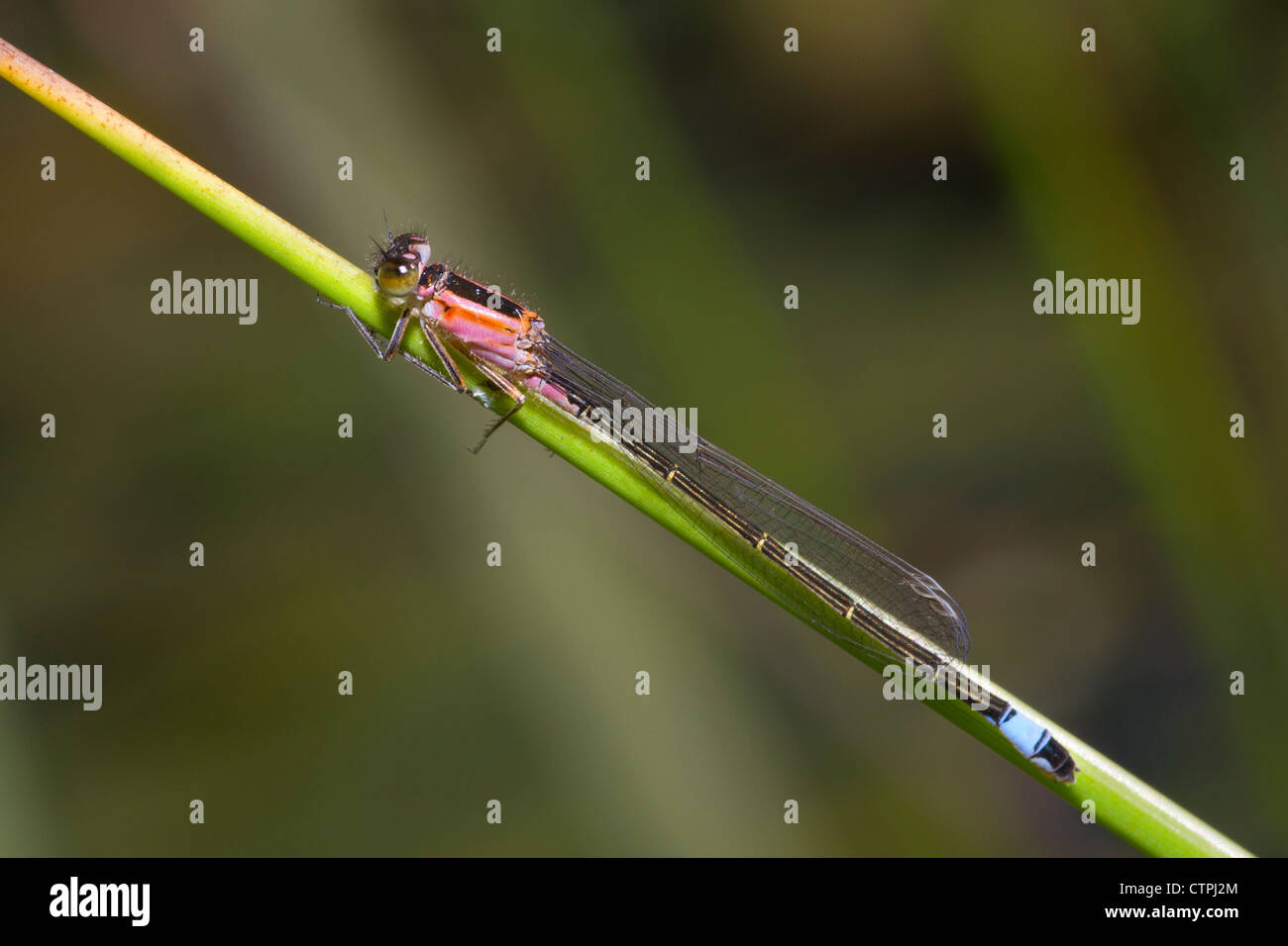 Mosca del Damsel Foto Stock