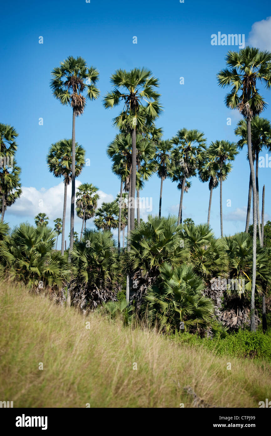 Palme dominano il paesaggio sulla isola di Rinca, casa del drago di Komodo, nell'arcipelago Indonesiano. Foto Stock