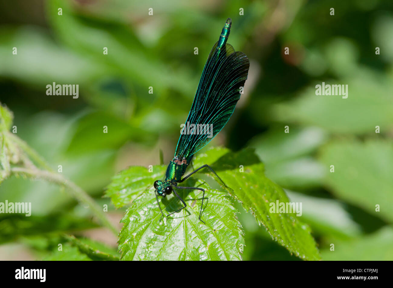 Belle Demoiselle (Calopteryx virgo) Foto Stock