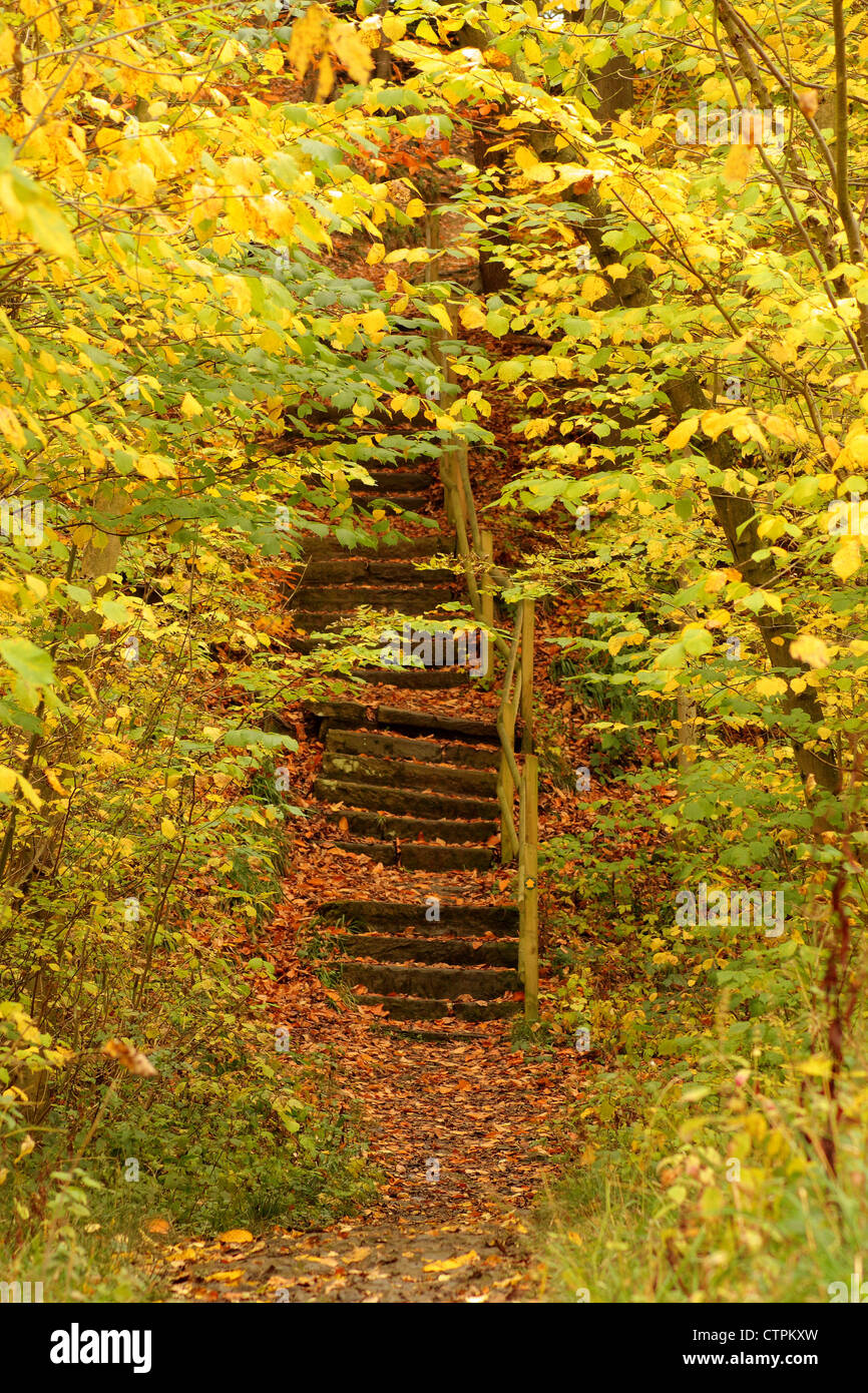 Gradini in pietra coperto di foglie di autunno il baldacchino da autunnale di bosco di latifoglie, Derbyshire, Regno Unito Foto Stock