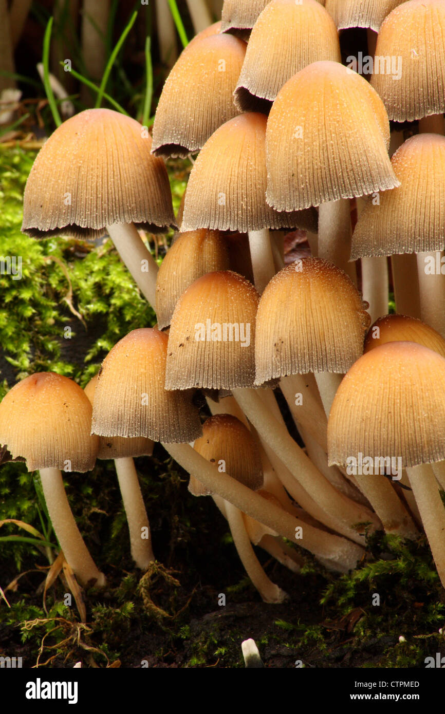 Un cluster di mycena funghi nei boschi, vicino a Chesterfield, Derbyshire, Regno Unito Foto Stock
