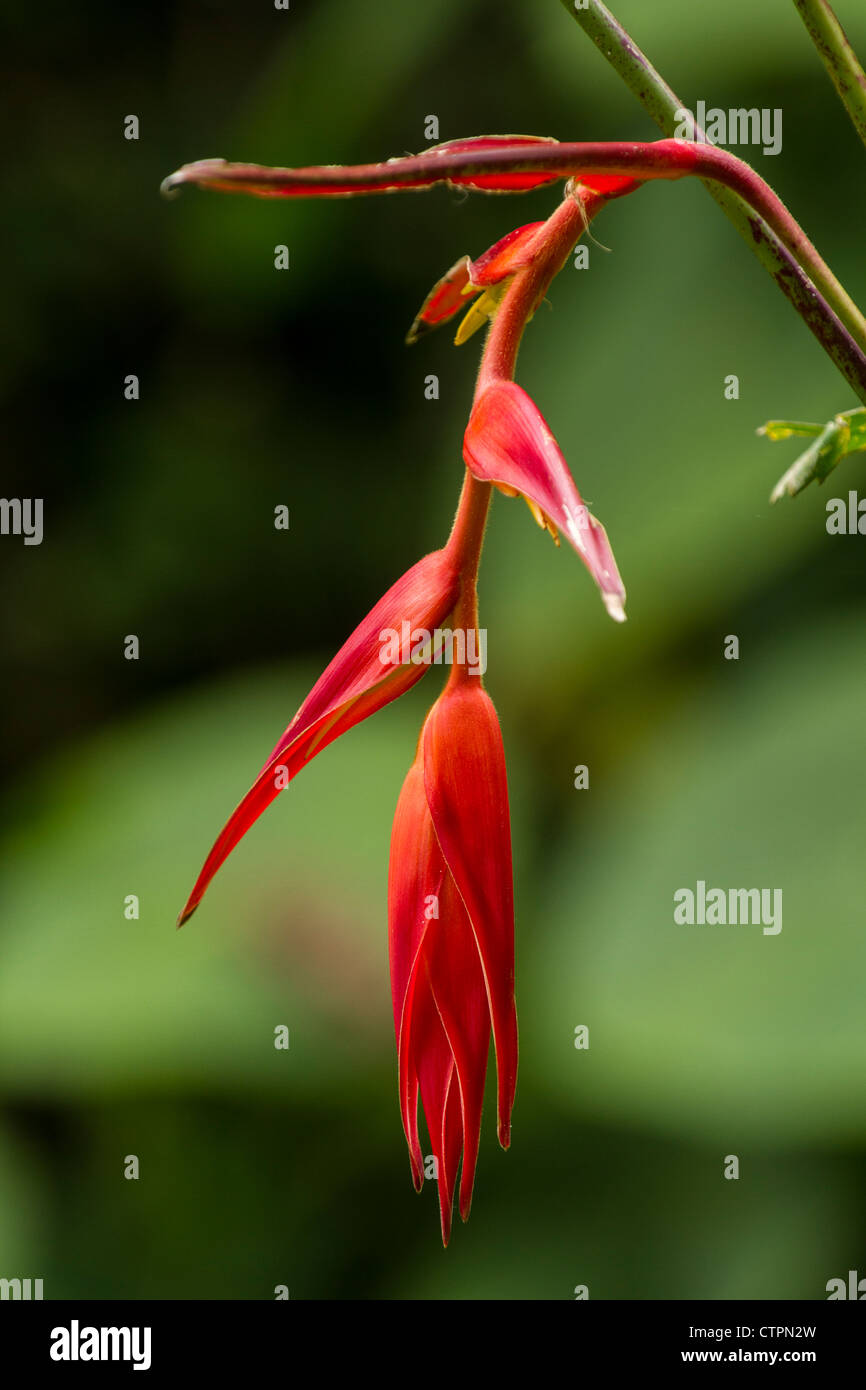 Heliconia rosso sul Bajo Mono Trail al di fuori di Boquete, Chiriqui Highlands, Panama. Foto Stock