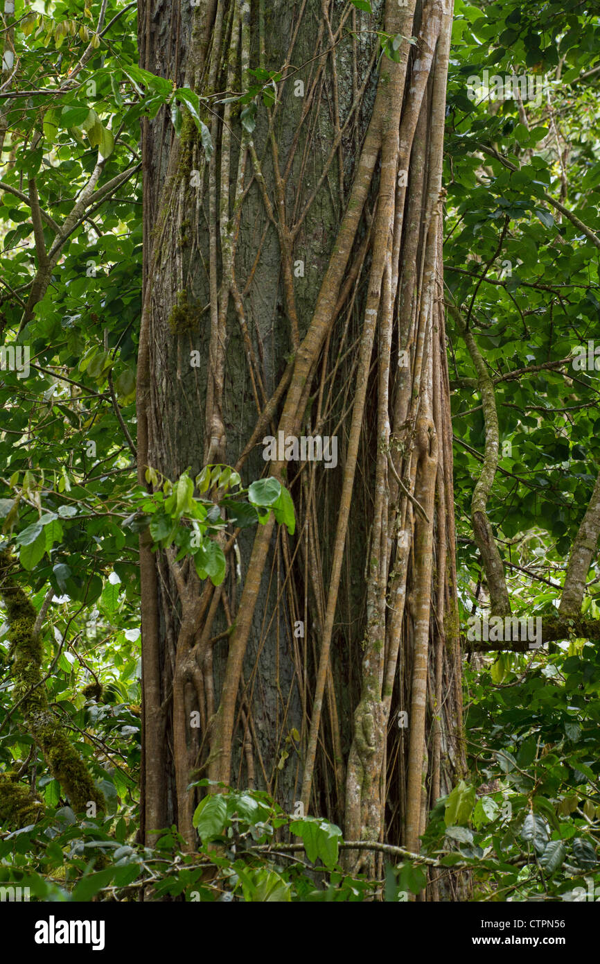 Vigne avvolto intorno a un albero in Chiriqui Highlands, Panama. Foto Stock