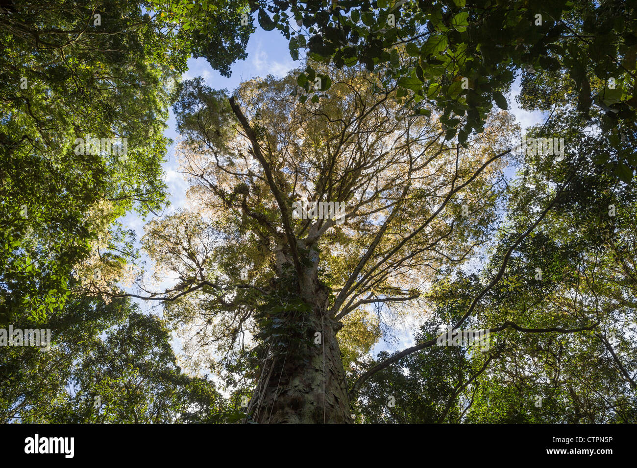 Guardando verso l'alto la foresta in Chiriqui Highlands, Panama. Foto Stock