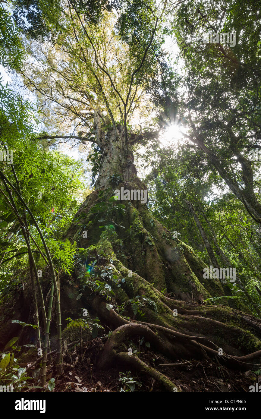 La fitta giungla in Chiriqui Highlands, a nord di Panama. Foto Stock