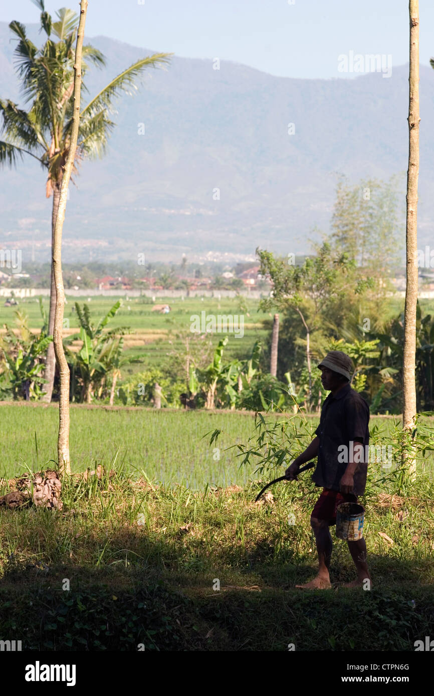 Campo locale lavoratore a piedi attraverso i campi di riso java indonesia Foto Stock