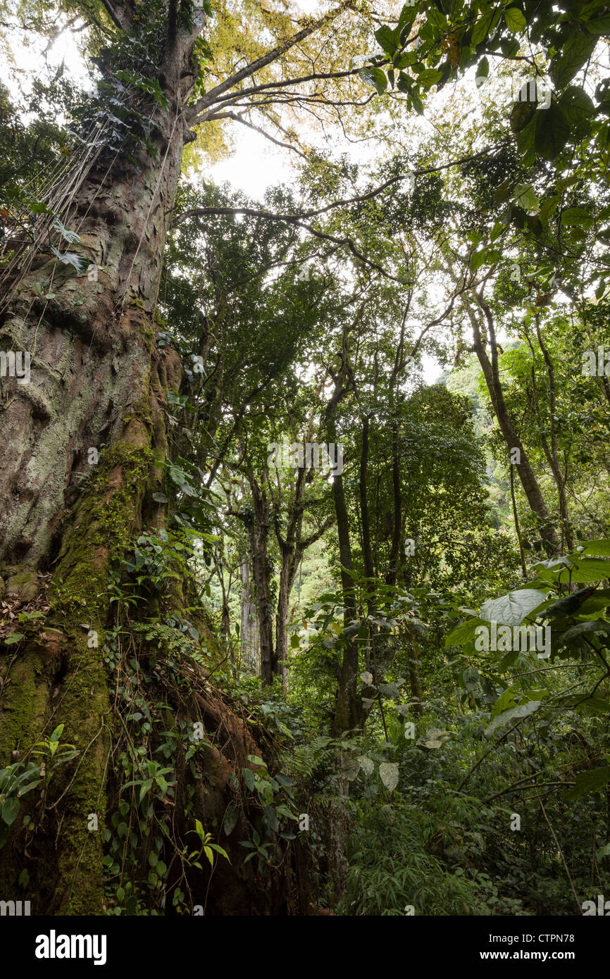 La fitta giungla in Chiriqui Highlands, a nord di Panama. Foto Stock