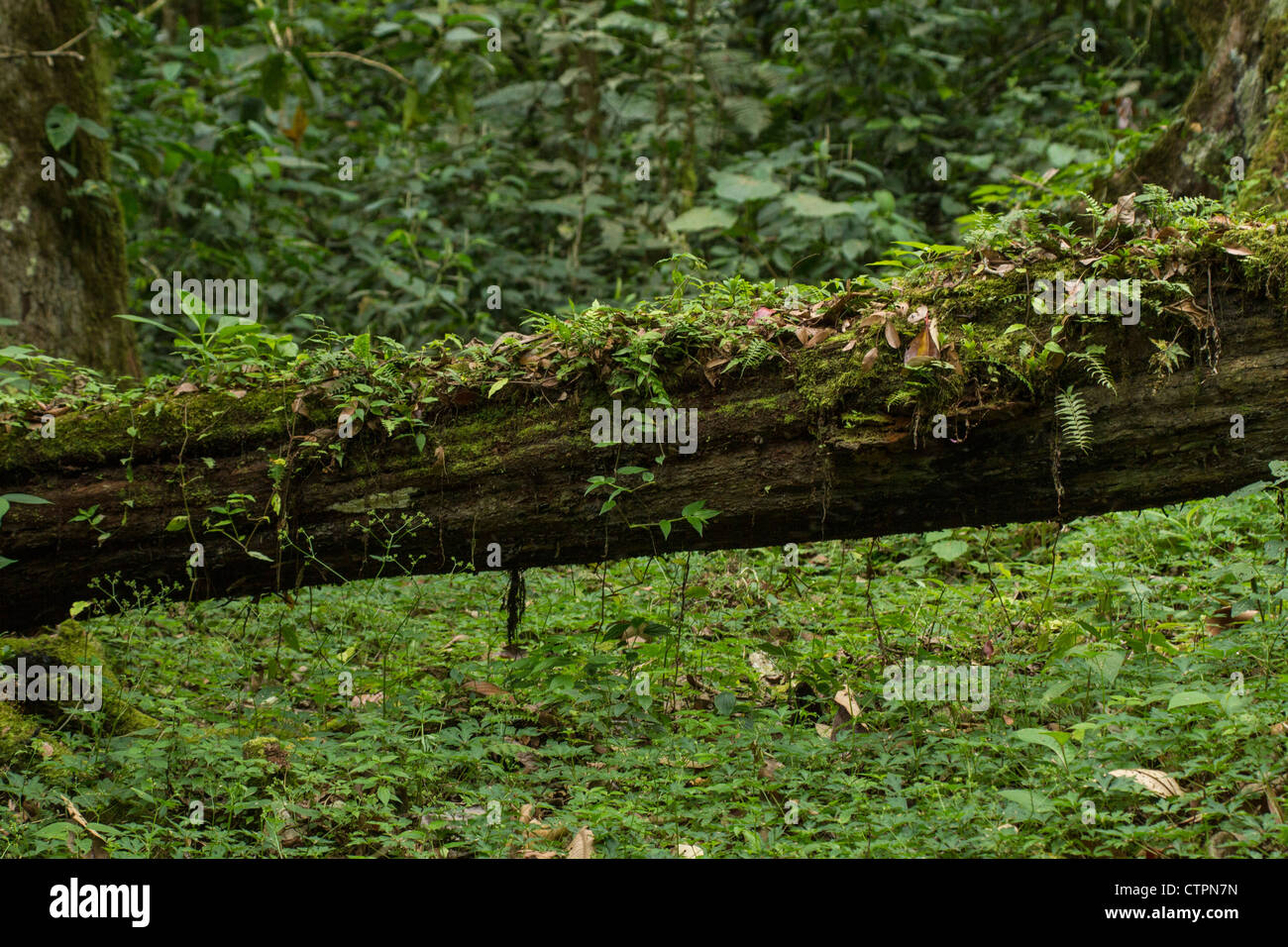 Albero caduto nella foresta di Chiriqui Highlands, Panama. Foto Stock