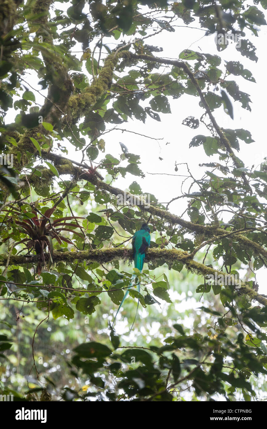 Risplendente Quetzal (Pharomachrus mocinno) maschio su Bajo Mono o sentiero della pipeline di Boquete, Chiriqui Highlands, Panama. Foto Stock