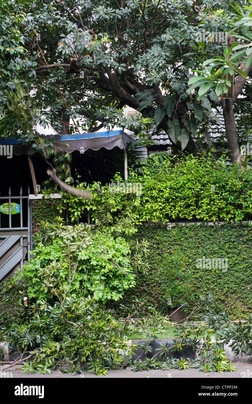 Giardiniere tagliare i rami degli alberi sulla scatola privato complesso indonesia jakarta Foto Stock