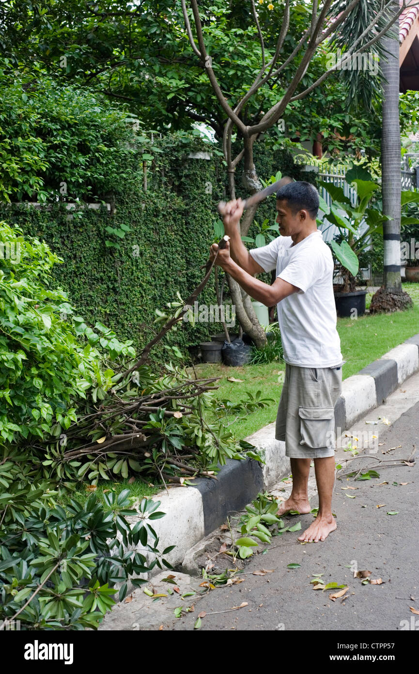 Giardiniere tagliare i rami degli alberi sulla scatola privato complesso indonesia jakarta Foto Stock