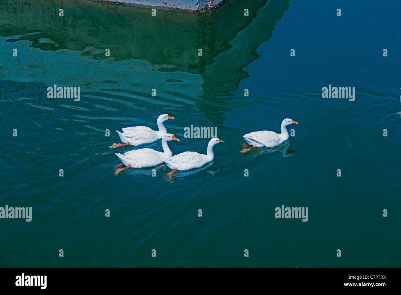 Le anatre domestiche, Anas platyrhynchos f domestica in un stagno di Pune, Maharashtra, India Foto Stock