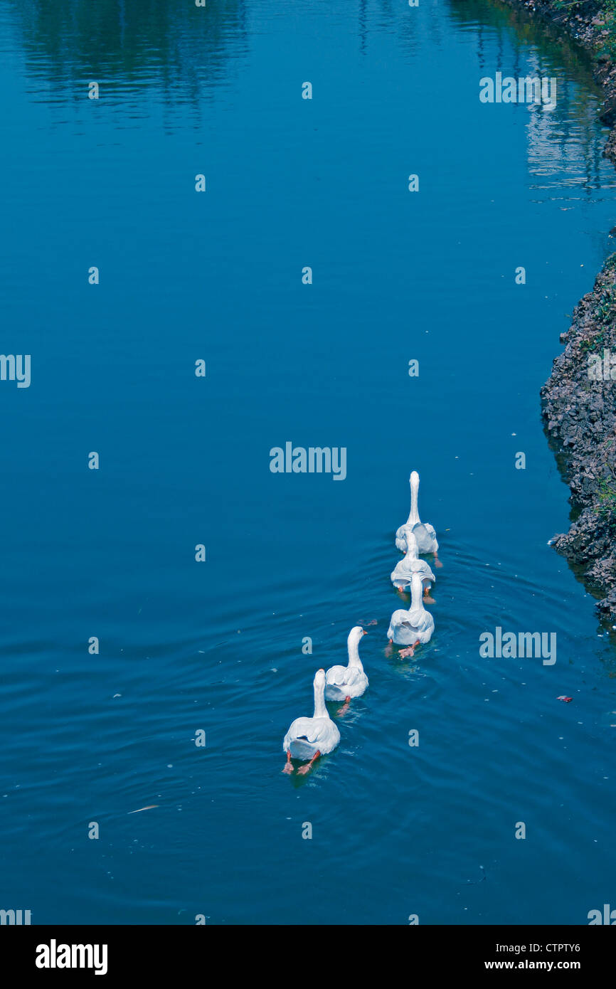 Le anatre domestiche, Anas platyrhynchos f domestica in un stagno di Pune, Maharashtra, India Foto Stock