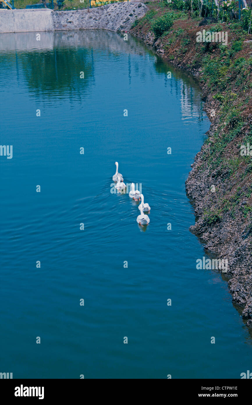Le anatre domestiche, Anas platyrhynchos f domestica in un stagno di Pune, Maharashtra, India Foto Stock