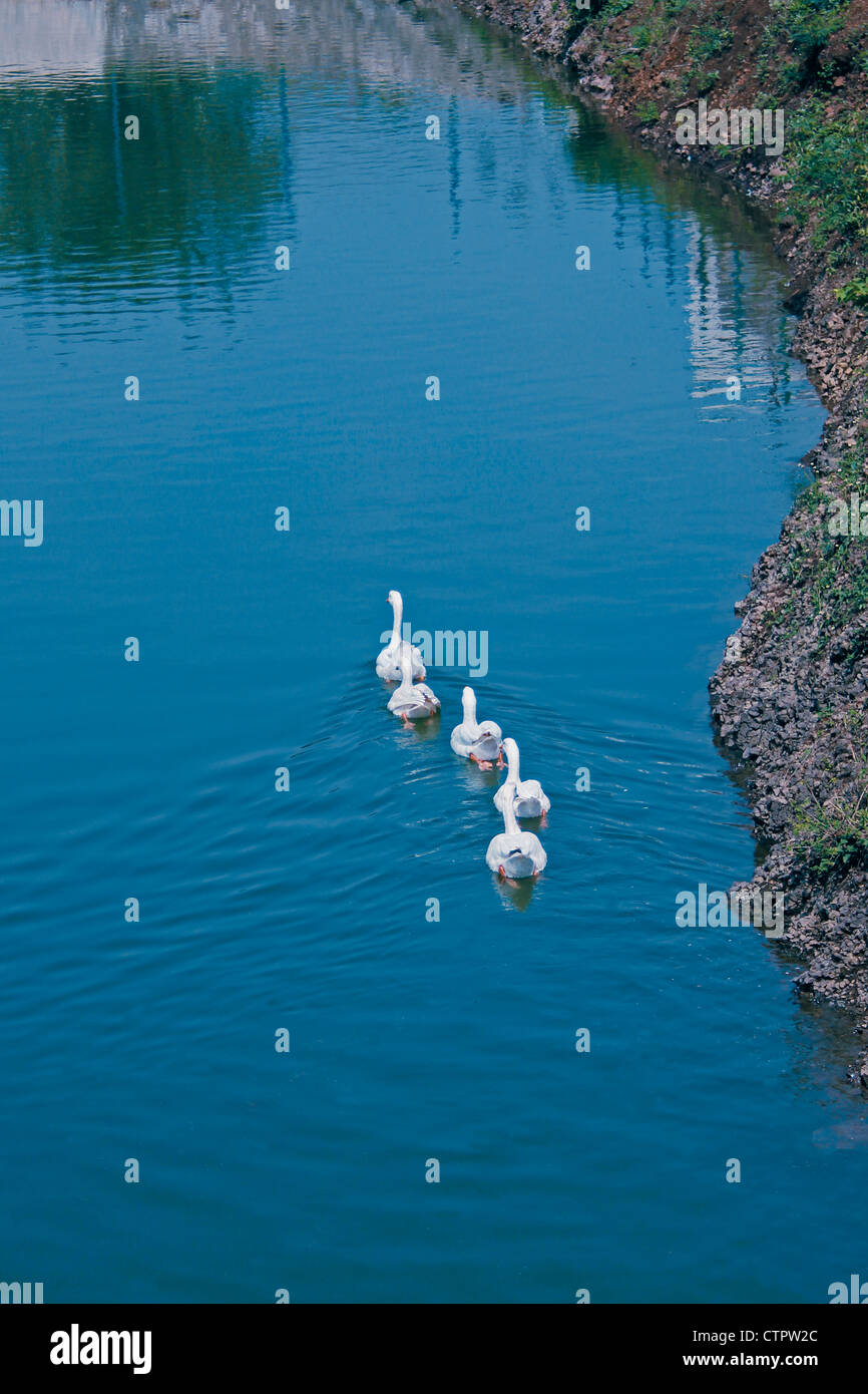Le anatre domestiche, Anas platyrhynchos f domestica in un stagno di Pune, Maharashtra, India Foto Stock