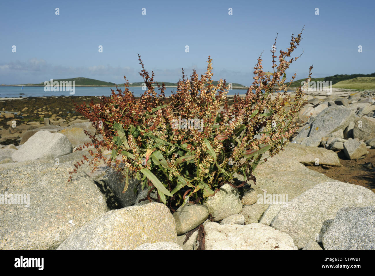 SHORE DOCK Rumex rupestris Foto Stock SHORE DOCK Rumex rupestris Foto Stock