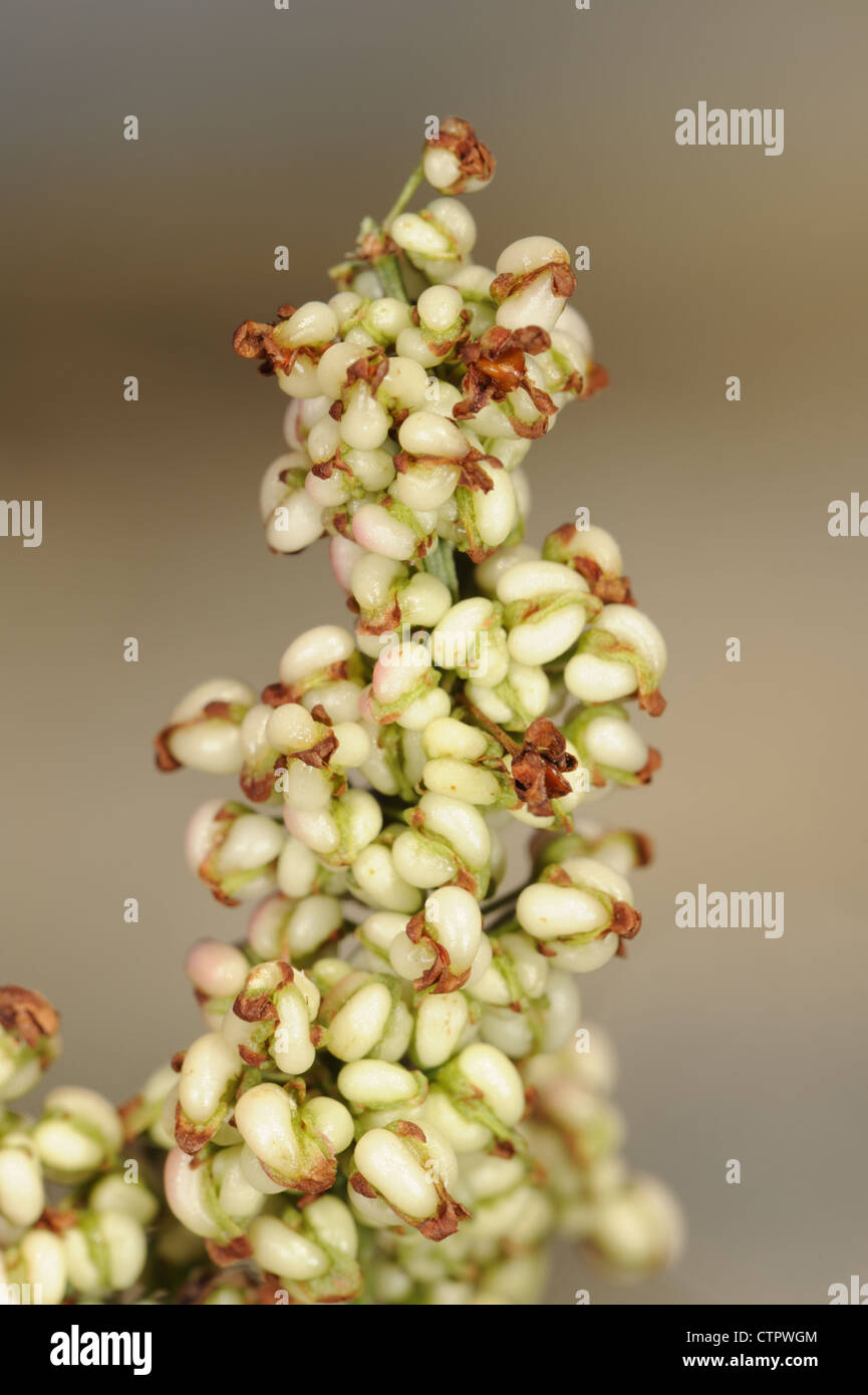 SHORE DOCK Rumex rupestris Foto Stock