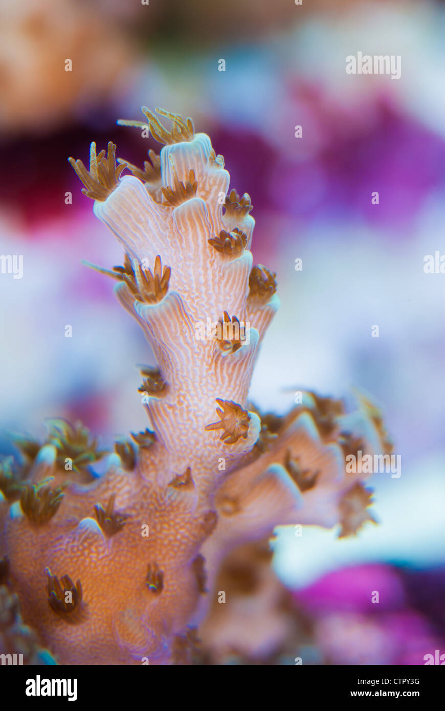 Close up di corallo Acropora polipi aperti che mostra canali di collegamento e di zooxanthellae Foto Stock