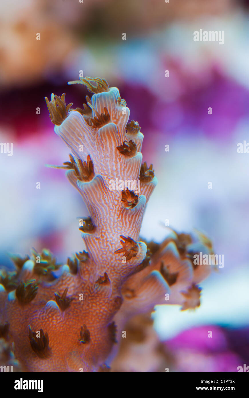 Close up di corallo Acropora polipi aperti che mostra canali di collegamento e di zooxanthellae Foto Stock