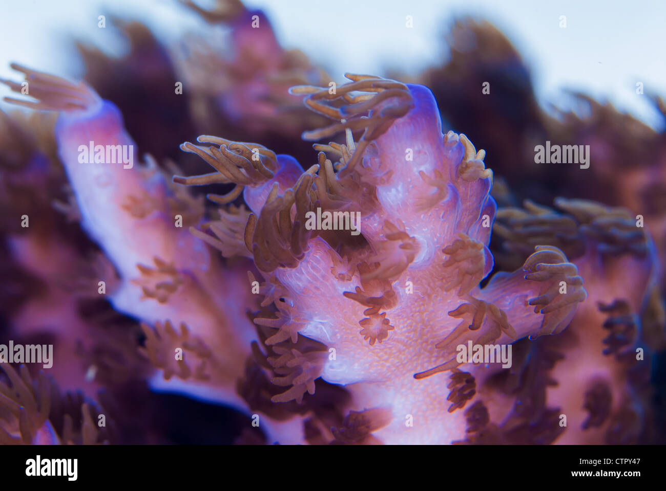 Close up di corallo Acropora polipi aperti che mostra canali di collegamento e di zooxanthellae Foto Stock