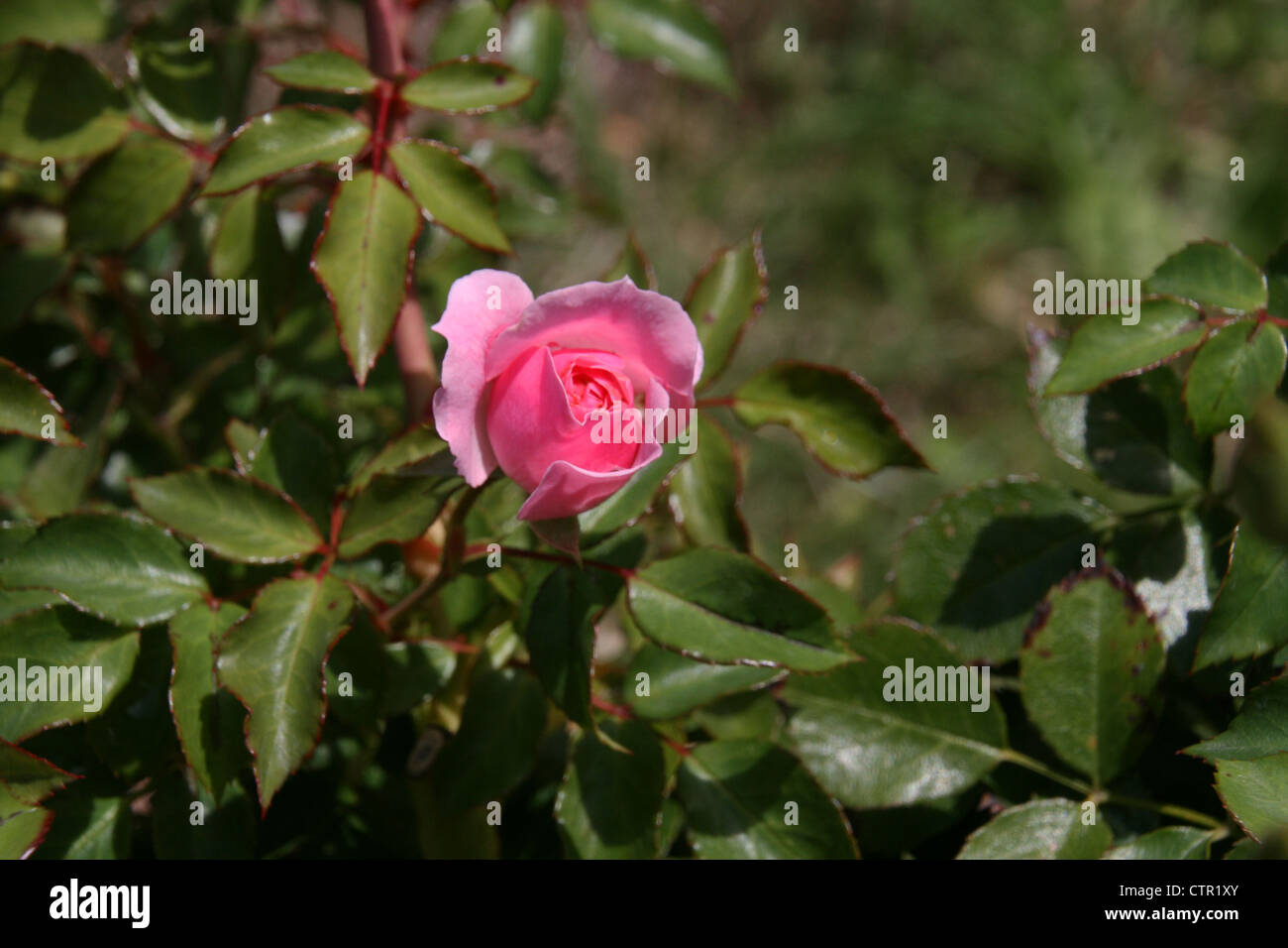 Questa è una fotografia di un rosa bocciolo di rosa di apertura. Foto Stock