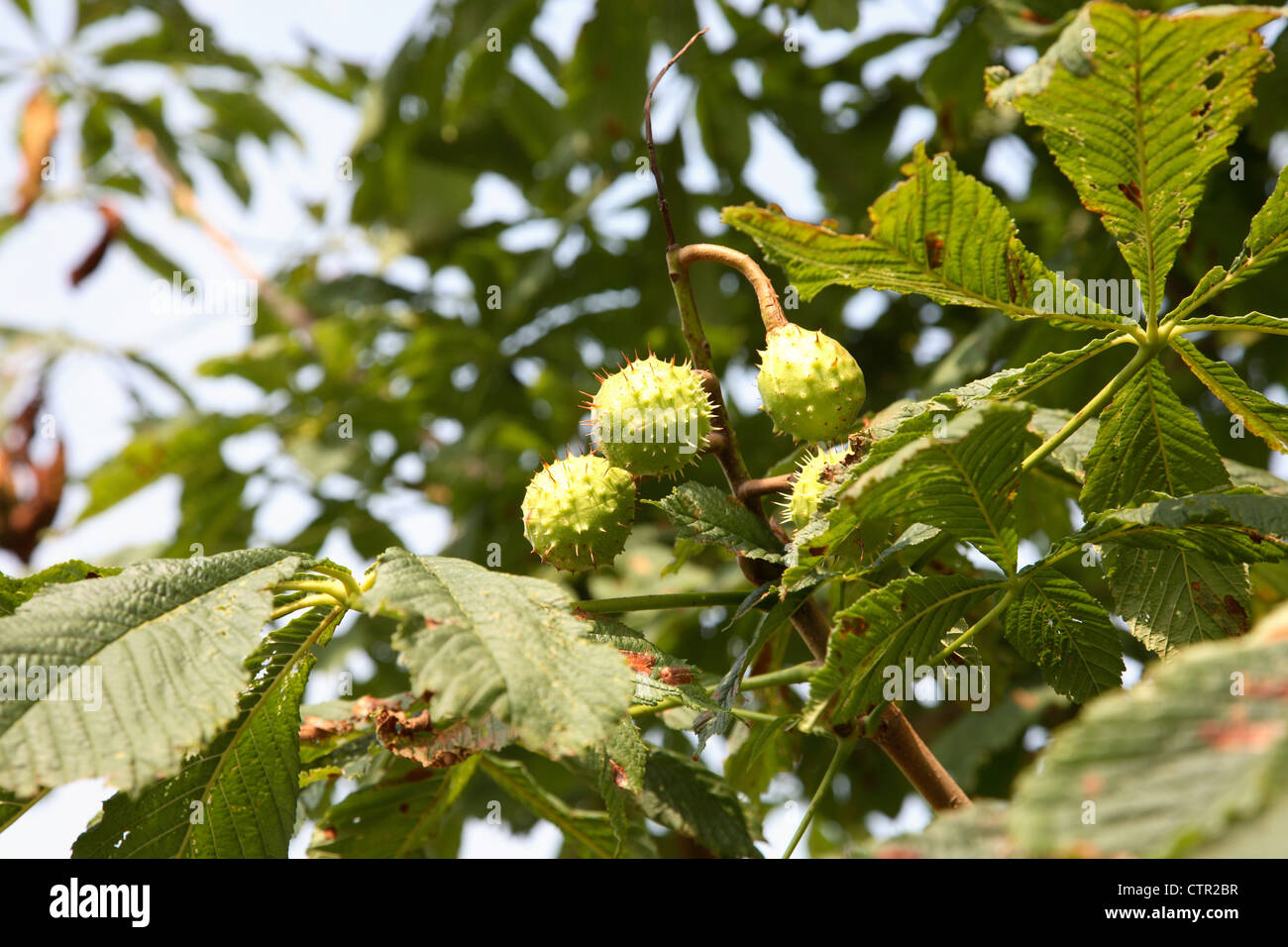 Ippocastano albero con la maturazione delle castagne Foto Stock