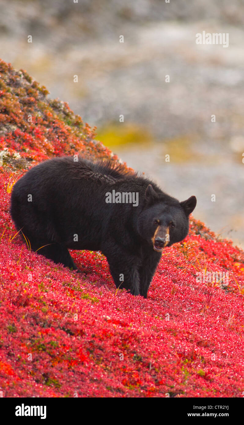 Orso nero bacche rovistando sul rosso brillante tundra patch vicino Harding Icefield Trail Exit Glacier Il Parco nazionale di Kenai Fjords Foto Stock