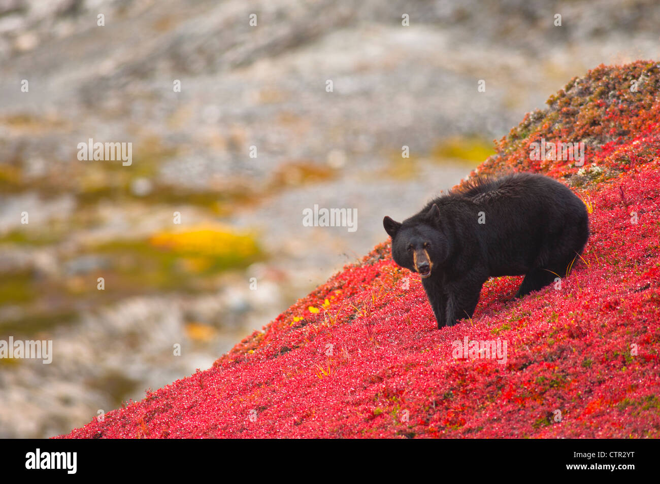 Orso nero bacche rovistando sul rosso brillante tundra patch vicino Harding Icefield Trail Exit Glacier Il Parco nazionale di Kenai Fjords Foto Stock