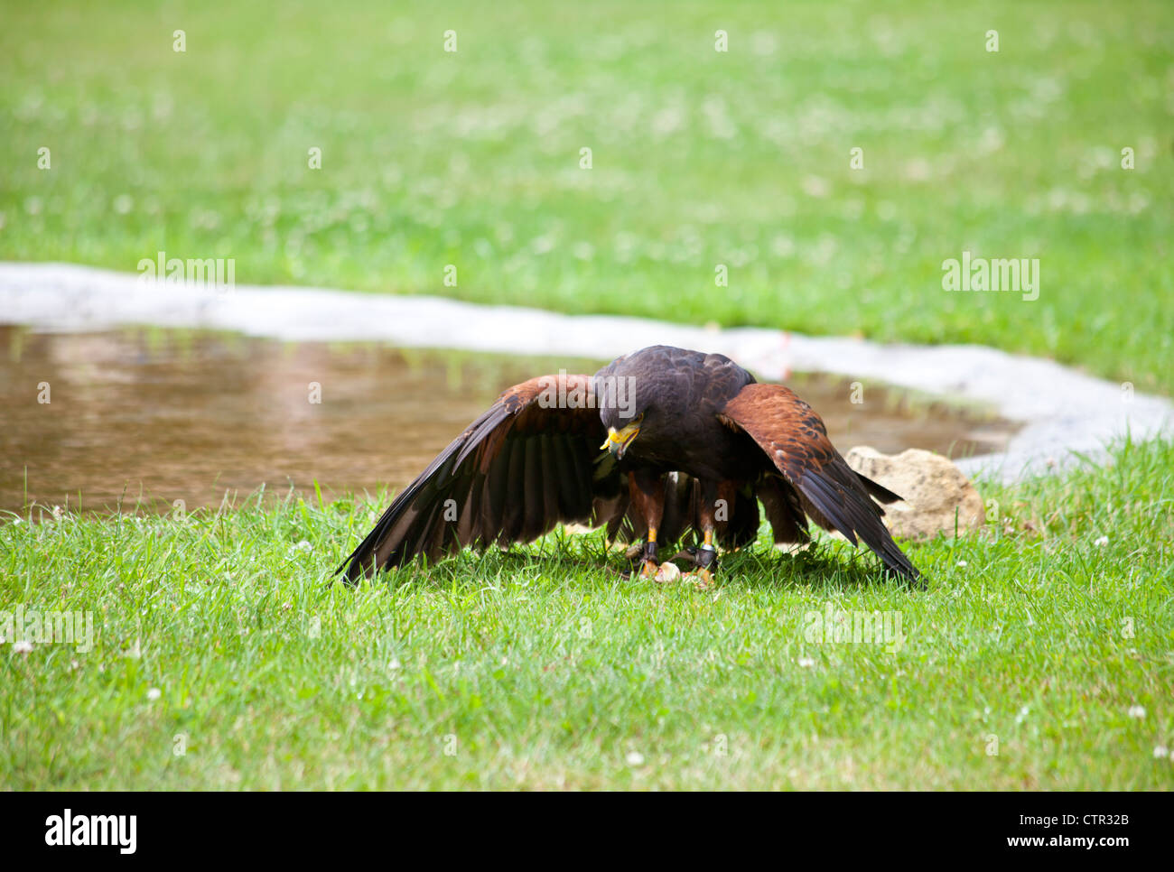 Brown falcon mangiare sull'erba Foto Stock