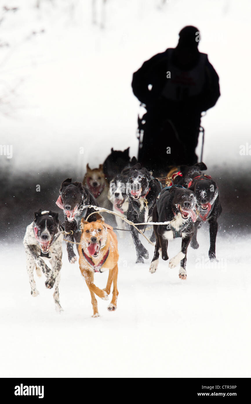 Brent Beck gare sotto Drive Ambassador Bridge check point sulla seconda giornata Fur Rondy Campione del Mondo Sled Dog Race Anchorage Foto Stock