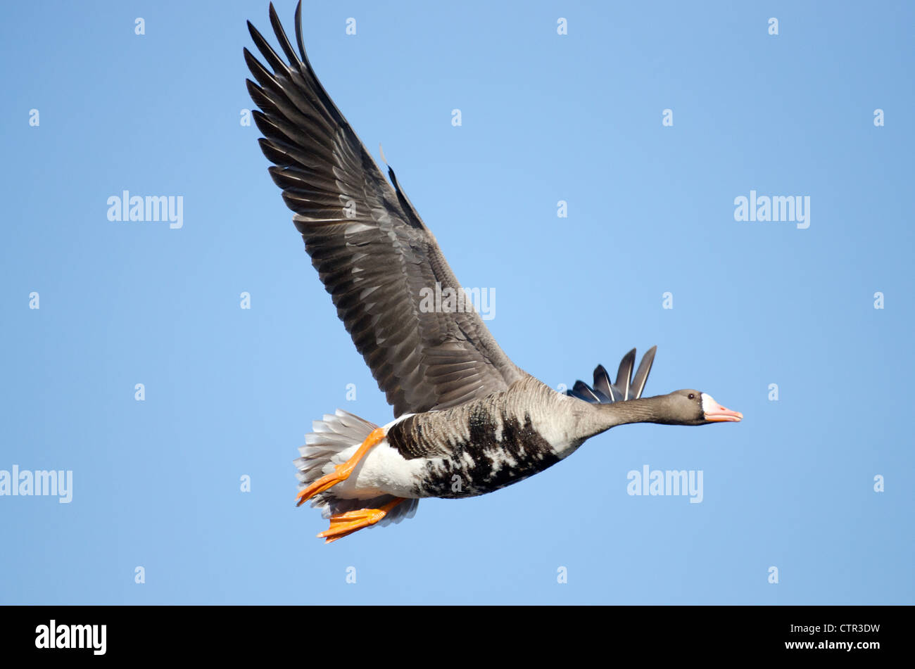 Maggiore bianco-fronteggiata oca in volo sopra Creamer del campo gli uccelli acquatici migratori rifugio, Fairbanks, Interior Alaska, molla Foto Stock