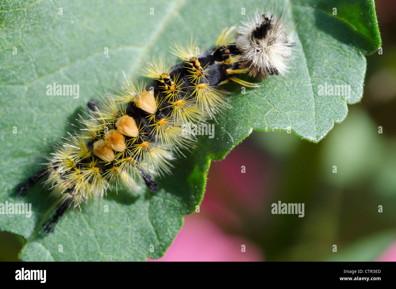 Close up di un arrugginito Tussock Moth caterpillar su una foglia, Fairbanks, Interior Alaska, estate Foto Stock