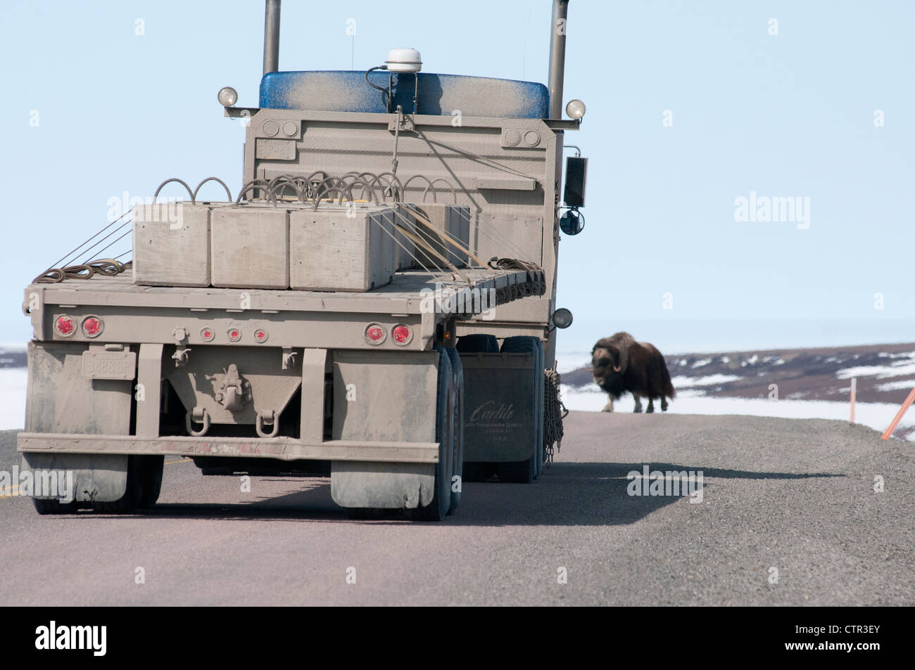 Grande maschio buoi muschiati attraversa Dalton autostrada nella parte anteriore del carrello vicino Sagwon Bluffs, Arctic Alaska, molla Foto Stock