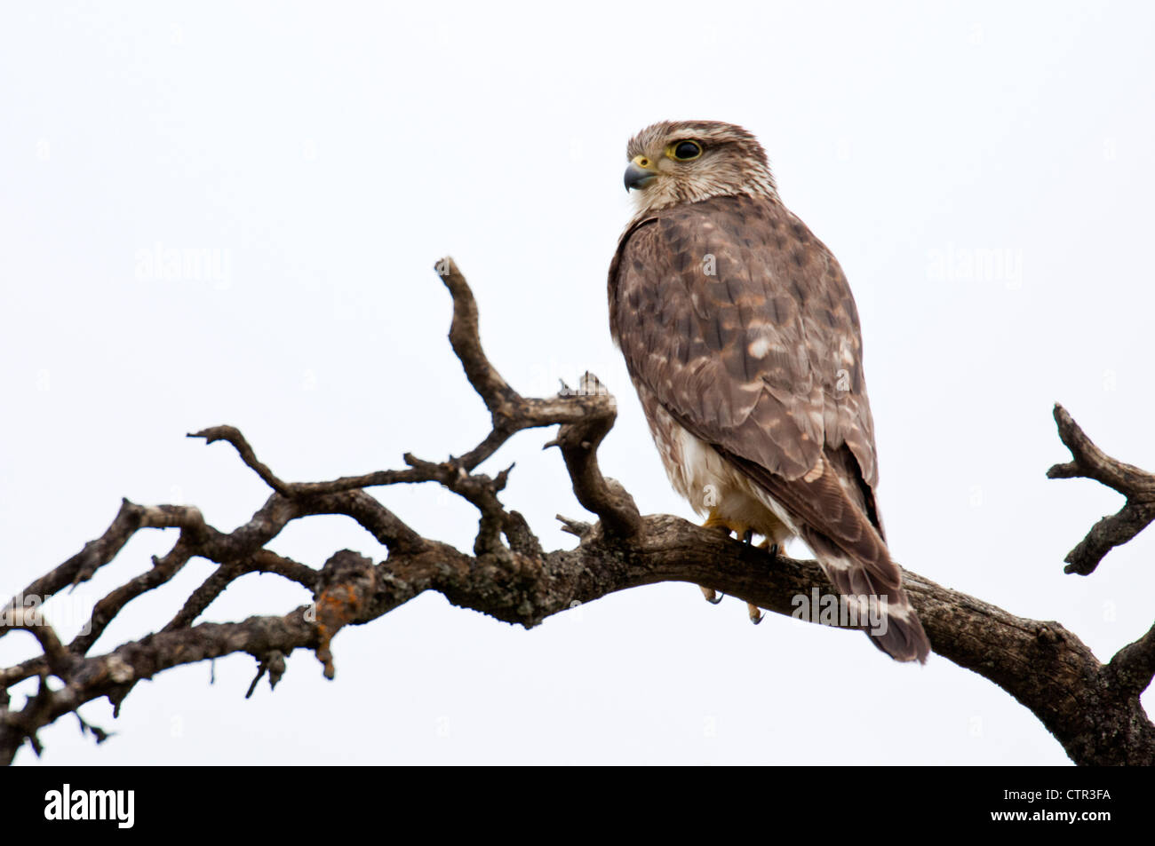 Merlin appollaiato su un abete morto snag vicino al fiume Toklat, Denali National Park & Preserve, Interior Alaska, molla Foto Stock