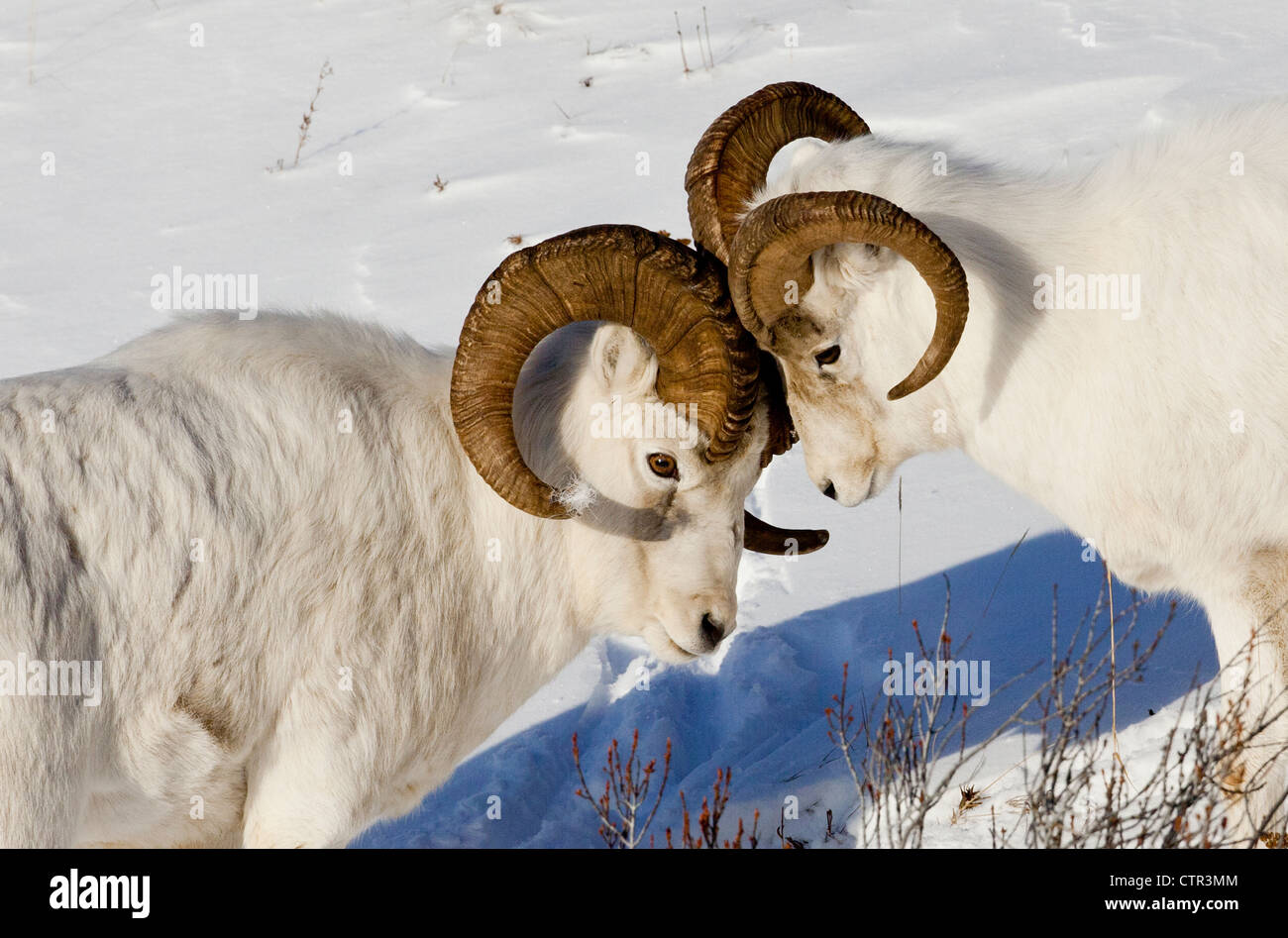 Due ram Dall pecore ma teste, Chugach Mountains, centromeridionale Alaska, inverno Foto Stock