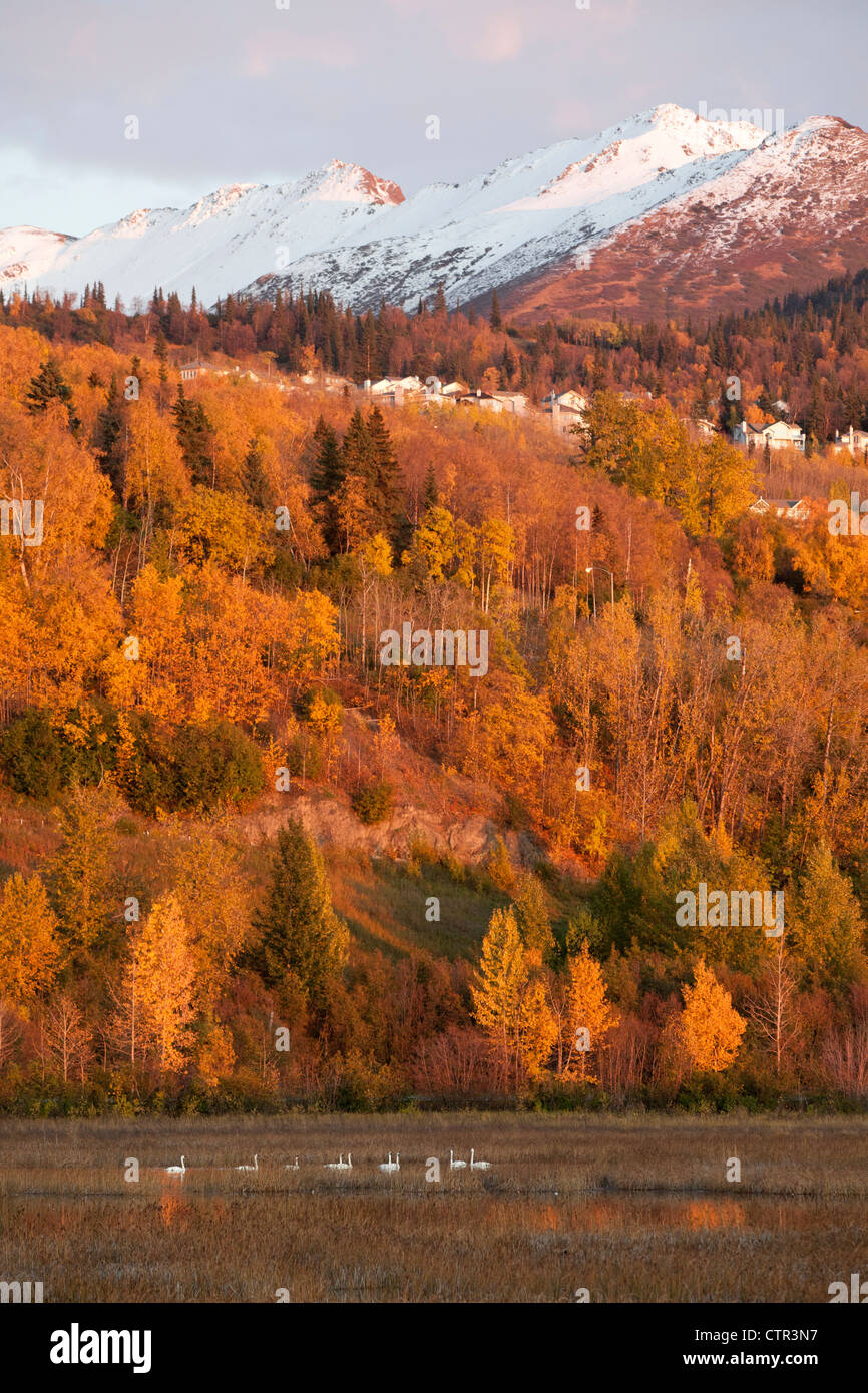 Vista di Chugach Mountains, Anchorage hillside e Trumpeter Swans in Potter Marsh, centromeridionale Alaska, Autunno Foto Stock