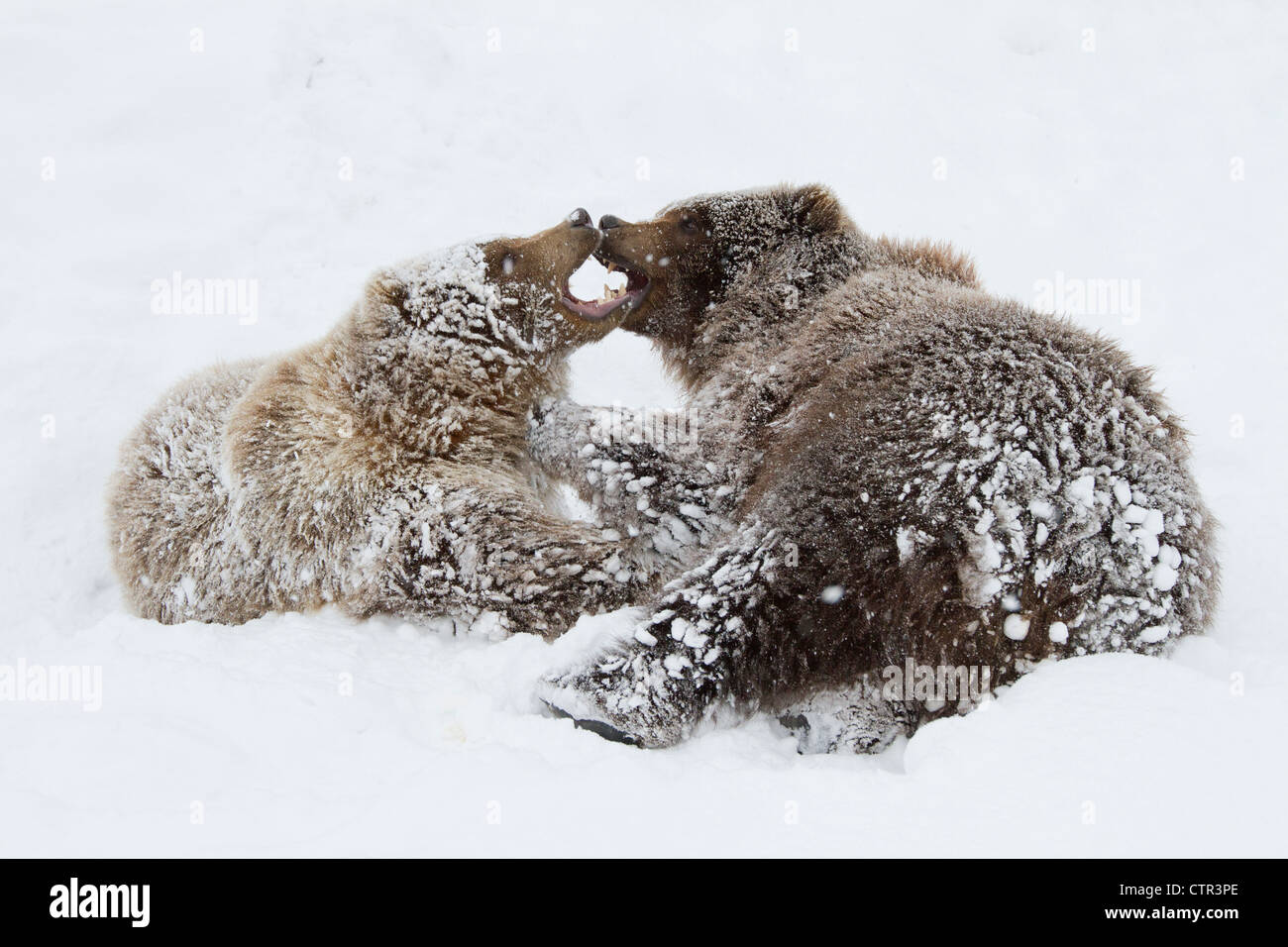 CAPTIVE: giovane femmina maschio orso bruno giocare insieme nella neve Alaska Wildlife Conservation Centre centromeridionale Alaska inverno Foto Stock