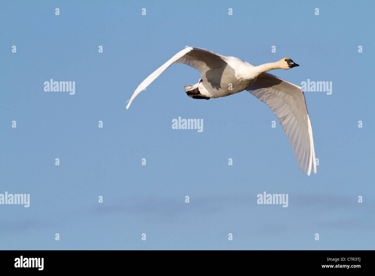 Trumpeter Swan in volo su Potter Marsh, Anchorage, centromeridionale Alaska, Autunno Foto Stock