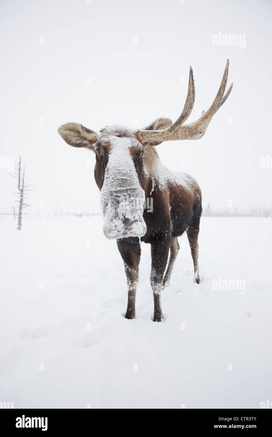 CAPTIVE: Bull alci, l'uno con corna in piedi nella neve in Alaska Wildlife Conservation Centre, centromeridionale Alaska, inverno Foto Stock