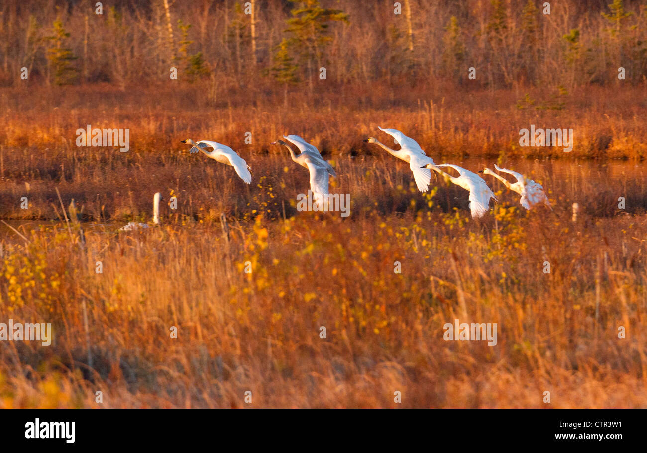 Trumpeter Swan in volo su Potter Marsh, Anchorage, centromeridionale Alaska, Autunno Foto Stock